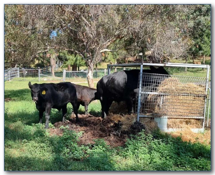 Photo of cows in the school's agricultural plot